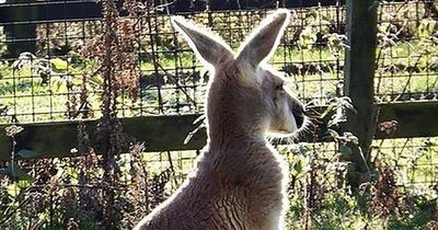 Man killed by kangaroo believed to have been keeping it as a pet