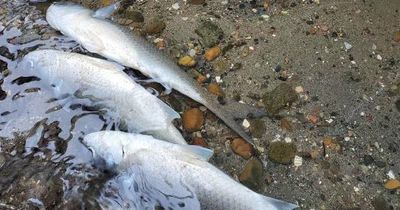 Power station hands over information to EPA as part of fish kill probe