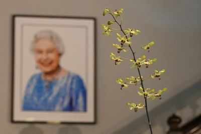 The 'majestic' Singapore orchid named in honour of Queen Elizabeth