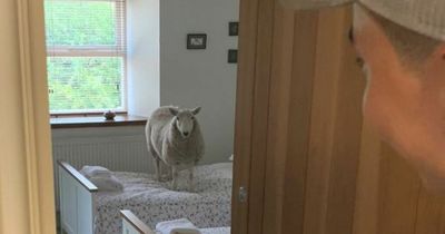 'Aggressive' sheep barges into Airbnb bedroom before leaving 'present' for friends in town for wedding