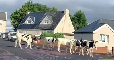 Moo-ve over! Lanarkshire residents come face to face with a herd of escapee cows during the morning commute