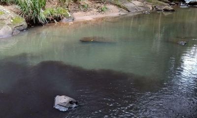 Coalmine wastewater spill south of Sydney turns creek in Royal national park to black sludge