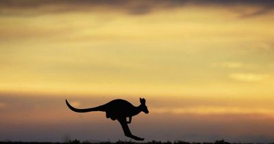 Man, 77, killed by kangaroo he was 'keeping as a pet' in south-west Australia