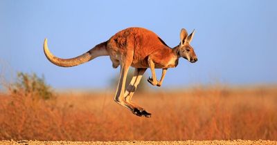Man mauled to death by kangaroo he was keeping 'as a pet' before it fights off paramedics