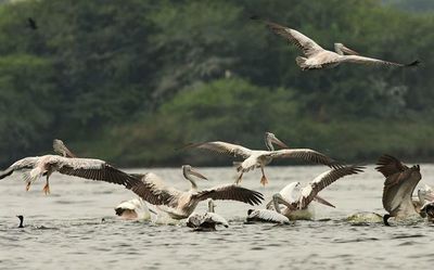 Tamil Nadu government notifies Nanjarayan tank in Tiruppur as bird sanctuary