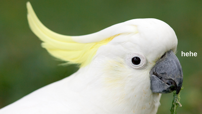 Sydneysiders And Cockatoos Can’t Stop Fighting Over Wheelie Bins Get Them On Dr Phil, I Say
