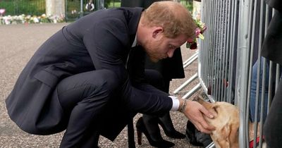 Sweet moment Labrador puppy comforts grieving Prince Harry and Meghan in Windsor