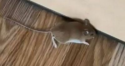 Women refused Pontins refund after finding dead mouse and filth in their room