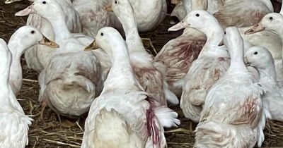 Savage dog attack at Scots farm leaves '69 ducks killed' and 30 injured