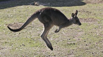 An Australian man is killed by a kangaroo in a rare fatal attack
