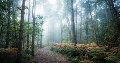 Woman's terrifying ordeal after hearing 'fairy' voices while 'stuck' in the woods