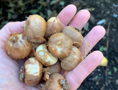 Gardening doesn't stop just because it's fall: Some tips