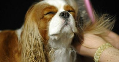 Kennel staff in hysteric over dog's name that's 'funniest thing they've heard'