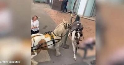 Terrified Blackpool tourists flee as horse bolts down busy road and injures woman