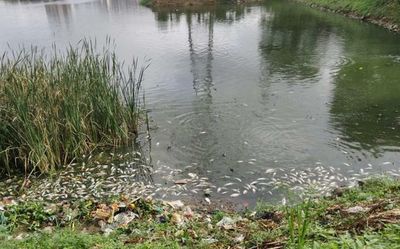 Large number of fish found dead in Haralur lake for second time this year