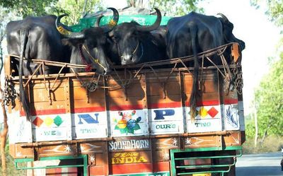 BSF to have protocol for rescued cattle