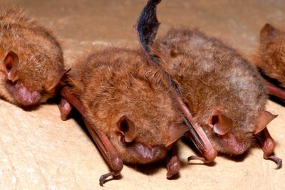 Fungal outbreak threatens tricolored bat with extinction