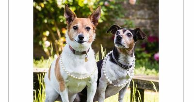 Queen Consort Camilla's two rescue dogs to move to Buckingham Palace