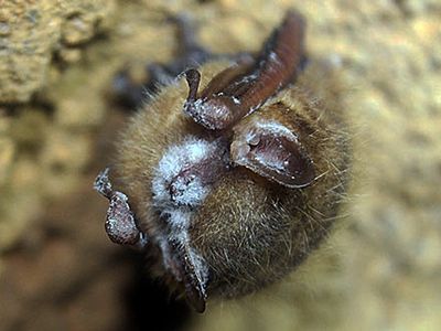 Tricolored bats could become endangered as a fungal disease decimates their population