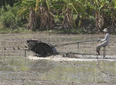 Reclaiming the pride of Thai rice