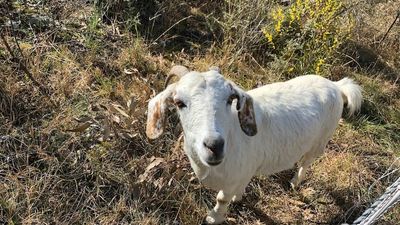 RFS deploys goats to reduce fuel loads as wet weather stymies hazard reduction burns