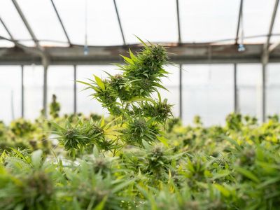 Not In My Back Yard? New Study Points To Why Municipalities Choose To Ban Or Allow Cannabis Sales In NJ