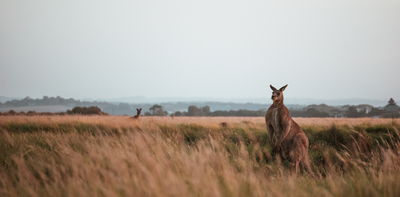 Reminder: kangaroos are ‘vegetarian gladiators’ with kicks that can kill. An expert explains why they attack