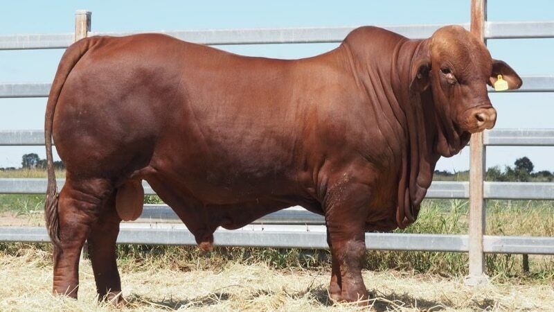 Droughtmaster bull breaks breed world record, selling…