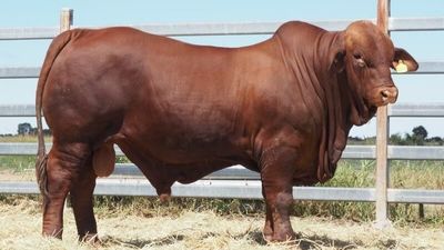 Droughtmaster bull breaks breed world record, selling for $220,000 at Central Queensland Livestock Exchange in Gracemere