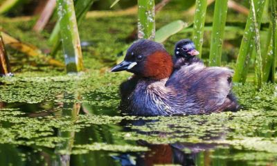 Birdwatch: little grebes reach for their muted winter wardrobe