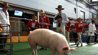 Biosecurity fears prompt pig ban at the 2022 Melbourne Royal Show