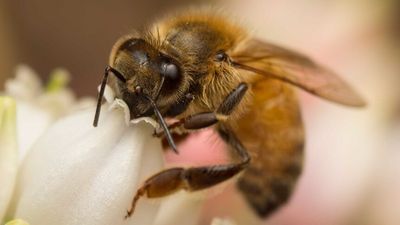 Coffs Harbour berry growers facing six months without bee pollination services amid plan to eradicate hives