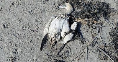 Expert raises alarm on avian flu as at least nine birds found dead on Dublin beach