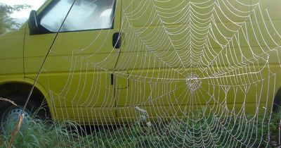 How to keep spiders out of your car and avoid a £2,500 fine