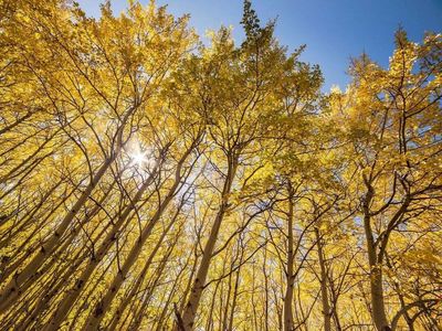 This map can tell you when fall foliage is peaking in 2022