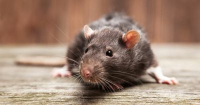 How to stop rats and mice from invading your home this winter