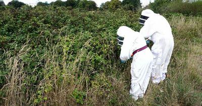 Largest nest of Asian Hornets in UK found at insect's HQ