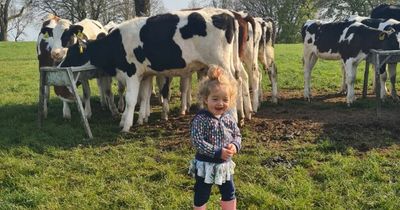 Two-year-old 'farmer' melts people's hearts as she helps family tend to cows