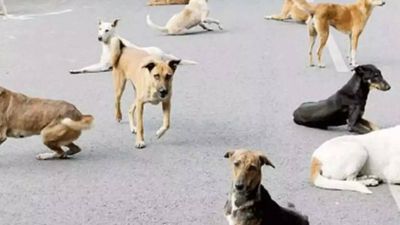Stray dog menace continues in Kerala; Man killed in mishap