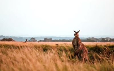 Reminder: Kangaroos are ‘vegetarian gladiators’ with kicks that can kill. Here’s why they attack