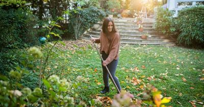 The best way to get the perfect summer garden - is to start working on it in autumn