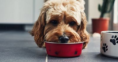 Kennel staff in stitches over dog's name that's 'funniest thing they've heard'