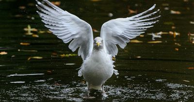 Seagull cull slammed as 'hideous' and 'illegal'