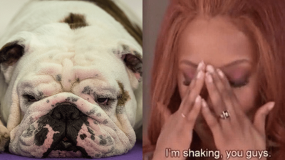 A Bulldog Got Explosive Diarrhoea On A Flight And Smeared Literal Fucking Poo Everywhere