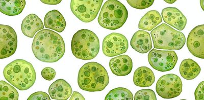 Climate change threatens food but microscopic algae offer answers