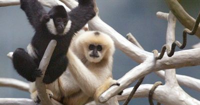 Zoo evacuated after gibbon escapes just two weeks after bird flu shutdown