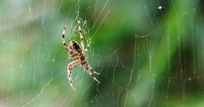 How to stop spiders from coming into cars as drivers could be fined £2,500