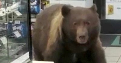 Huge 'polite' bear walks into shop and strolls out with food leaving cashier stunned