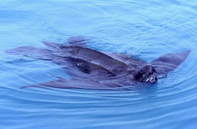 Warning as 'sizeable' leatherback turtle spotted in Loch Long