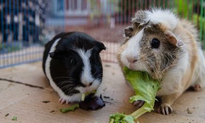 Queen’s funeral spells bad news for guinea pigs